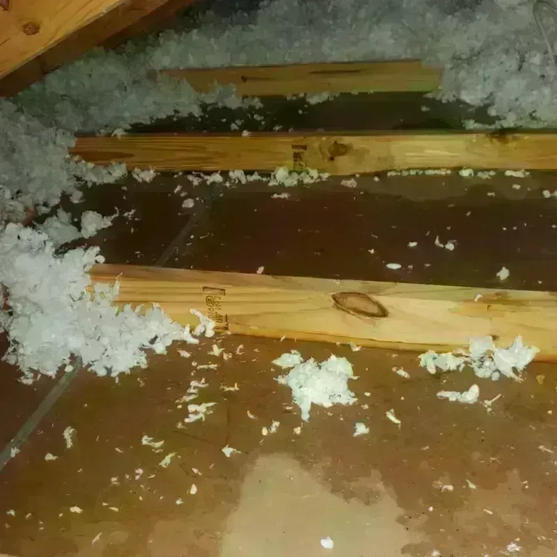 Attic Water Damage in Wilson, PA