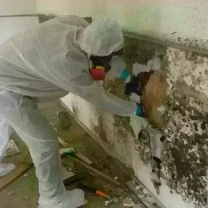 Mold Remediation and Removal in Wilson, PA